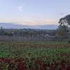 Residential Land at Adjacent To Muhasibu Estate thumb 11