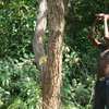 Expert Lawn Mowing & Garden Maintenance Limuru Tigoni thumb 4