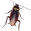Cockroache bedbug mosquito thumb 0