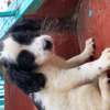 MALE AND FEMALE SPRINGER SPANIEL AVAILABLE thumb 3
