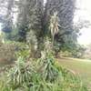 1 ac Land in Lavington thumb 4