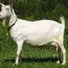 Dairy Goat Brown Milk Producer Healthy Mature thumb 4