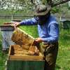 Beekeeping Service | From hive installation to honey harvesting, we provide everything that makes home beekeeping a simply beautiful pleasure for you.Call Us for Information thumb 7