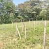 Prime Land in Kahara/Matasia thumb 4