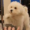 Top10 Mobile Dog Grooming Services & Dog Groomers Near Me thumb 7