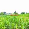 0.06 ha Residential Land at Kamangu thumb 7