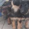 2 1/2 months purebred, long coat German Shepherd Puppies thumb 2