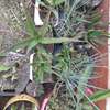 Ported Aloe Vera Plant thumb 1