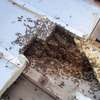 Affordable Bee Removal Services | Bee hive removal | Bee swarm removal thumb 3