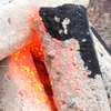 Charcoal Briquettes thumb 3