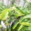 Dragon fruit seedling plant thumb 0