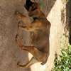Boerboel puppy looking for a new home thumb 0