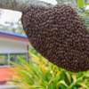 Bee Control Services | Ethical Honey Bee Removal Nairobi thumb 4