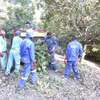 Tree Cutting Services - Tree Cutting Experts Available thumb 10