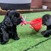 Irresistible Chocolate and Golden Cocker Spaniel Puppies thumb 5