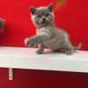 Last British Shorthair Kittens Available GCCF Registered thumb 0