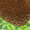Honey Bee Services | Bee Removal Services/Bee Control/Honey Bee  Removal & Control Services. thumb 5