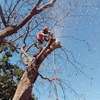 Tree Cutting & Removal - Tree Felling Service thumb 5
