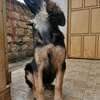 3.3 months Big Boned GSD Puppy Available thumb 6