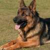 Dog Training Service in Nairobi-Obedience Training for Dogs thumb 1