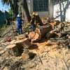 Tree Cutting & Removal - Tree Felling Service thumb 4