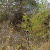 5 Acres red soil land for sale thumb 2