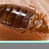 Bed Bug Exterminators.Lowest price guarantee.Call the experts today. thumb 12