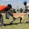 Home Dog Training-DOG TRAINING CLASSES In NAIROBI thumb 11