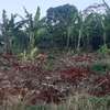 Residential Land at Adjacent To Muhasibu Estate thumb 15