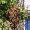 Nairobi: Live Bee Removal & Honey Bee Removal | Free Quote thumb 1