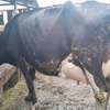 Powerful Frisian breed thumb 1