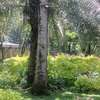 5 Bedroom Office Space for Rent in Lavington Nairobi Kenya thumb 2