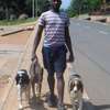 Mobile Dog Grooming | Mobile Dog wash | Pet grooming | Dog Grooming Nairobi thumb 4