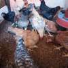 Kienyeji chicken for sale. thumb 1