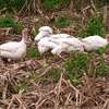 Poultry Incubators & Equipment thumb 11