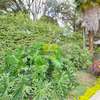 4 Bed House with Swimming Pool in Lavington thumb 11