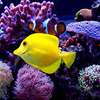Aquarium Cleaning Services | Fish Tank Maintenance Company thumb 5