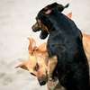 Dog training - Nairobi's Finest Pet Training Services thumb 8