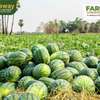 Farming land in Malindi thumb 2