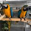 Blue and Gold Macaw parrots for adoption. thumb 1