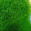 SMART   GRASS  CARPET thumb 5