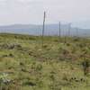 1/4 Acre Land For sale in Nakuru, Miti Mingi thumb 4