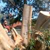 TREE CUTTING & ALL RUBBISH REMOVAL thumb 3