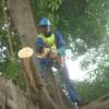 Tree Trimming Services in Mombasa | Bestcare Tree Service offers tree trimming services for residential & commercial properties.We’re available 24/7. Give us a call . thumb 0
