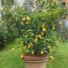 Plant A Lemon Tree In Your Backyard ! thumb 1