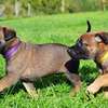 Puppy & Dog Training Services - Best dog training in Kenya. Certified and Professional Dog Trainers help you train your puppy, young dog, and adult dog. thumb 0