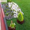 Yard and space landscaping for home and office thumb 2