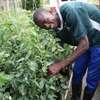 Best 15 Landscape Gardeners in Nairobi | Bestcare Gardeners thumb 0