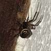 Nairobi - Bed Bugs Extermination and Removal in Nairobi thumb 12