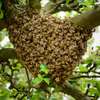 Honey Bee Services | Bee Removal Services/Bee Control/Honey Bee  Removal & Control Services. thumb 6